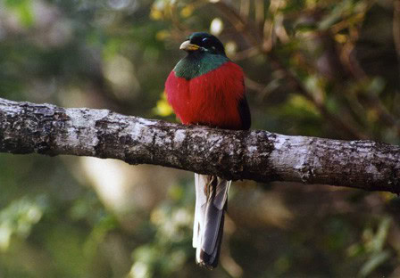 narina trogon