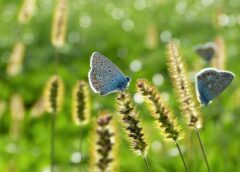 Foto: Artenschutz, Biodiversität