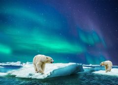 Foto: Eisbären in der Arktis bedroht