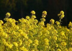 Foto: Raps, Bioenergie