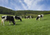 ADM to launch new feed additive for dairy cows at SPACE 2025
