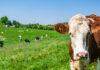 Adisseo highlights innovative feeding strategies for EU dairy sector