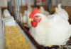 Adisseo’s new on-farm tool predicts true energy use in poultry