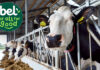 Bel partners with dsm-firmenich for low methane milk