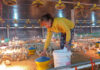 Japfa Vietnam opens state-of-the-art poultry hatchery