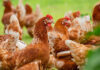 Kemin and Ilender launch Avian Influenza vaccine in Peru