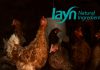 Layn to showcase its water-soluble polyphenol feed additives at IPPE 2025