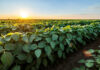 Novus experts to share insights on soybean efficiency and sustainability
