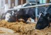 Research insight into mycotoxin mitigation in dairy cows