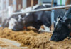 Selko webinar to explore managing mycotoxin risk in dairy cows