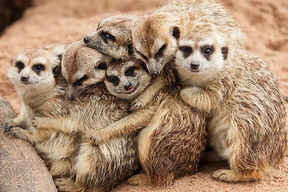 Mobs of Meerkat