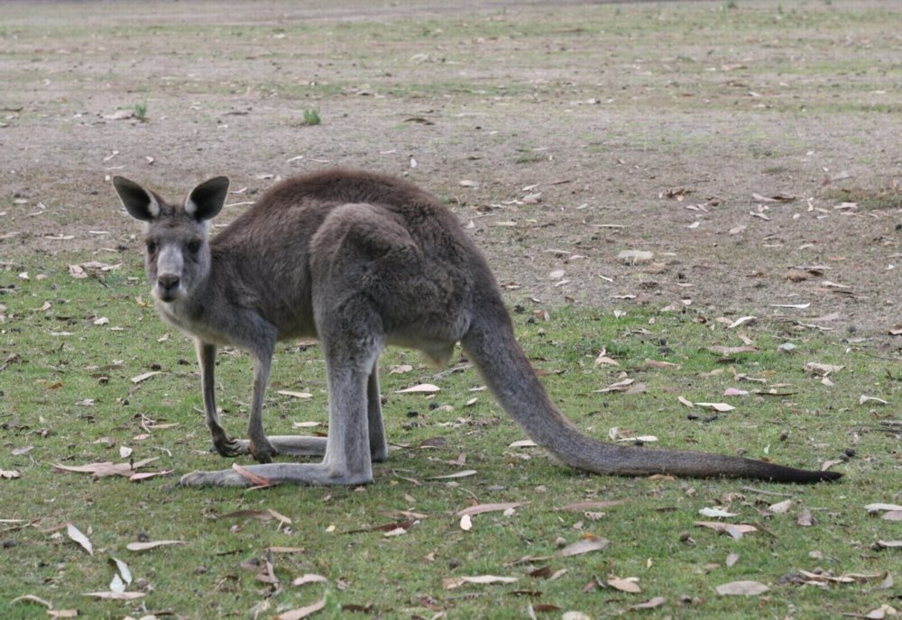 Kangaroo