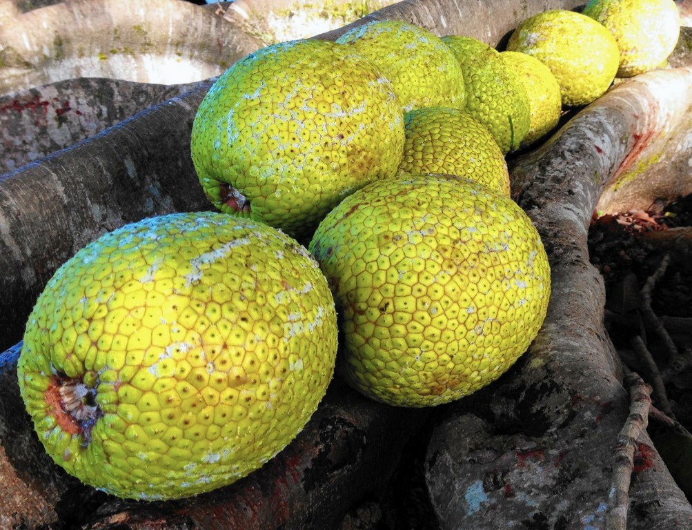 Fruta-Pão
