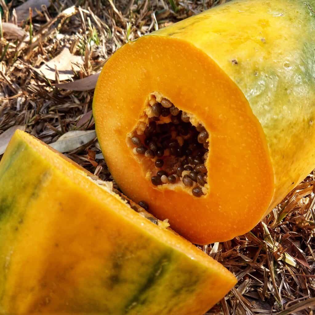 september harvesting and planting September Harvesting and Planting