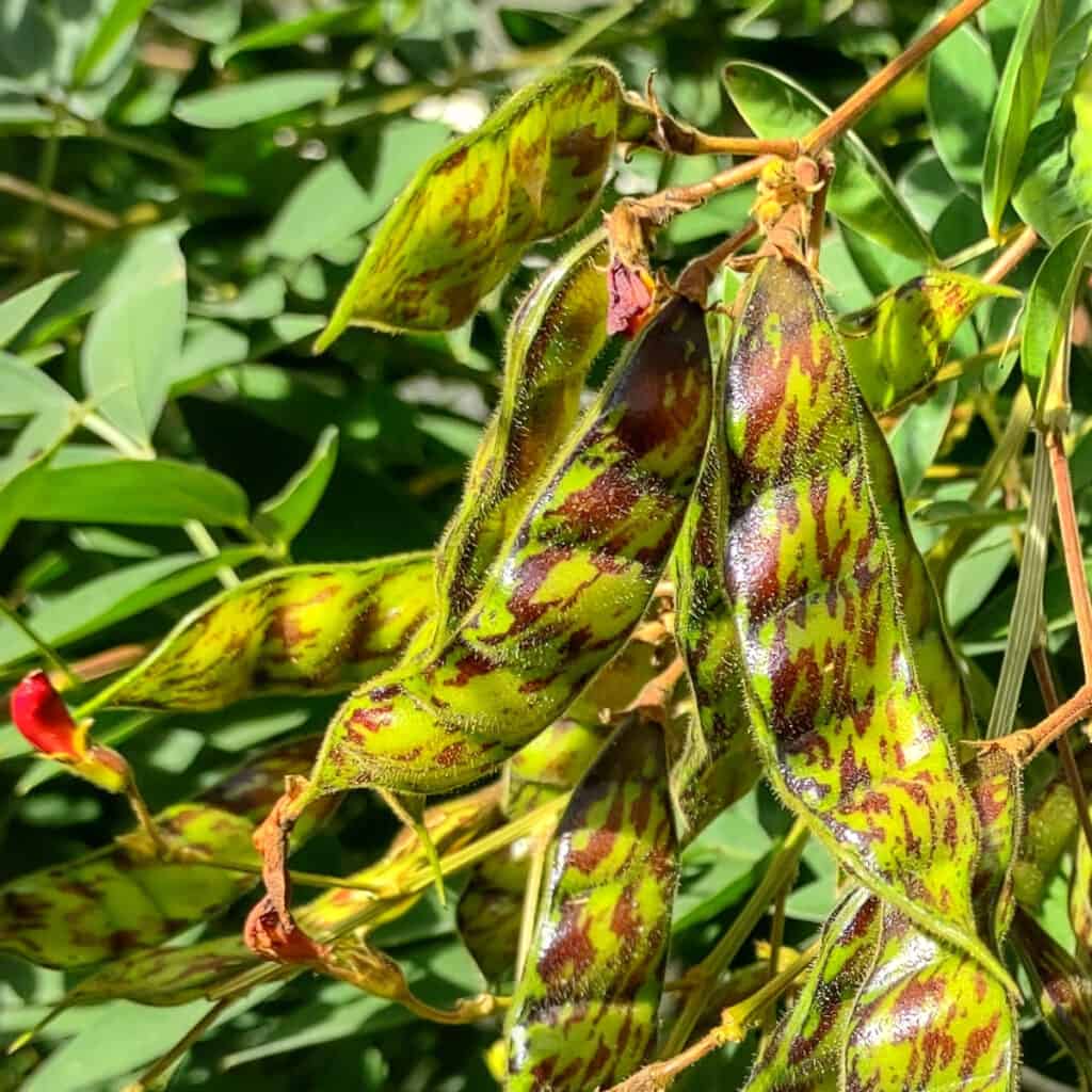 pigeon peas What are pigeon peas pigeon pea pods on the pigeon pea plant