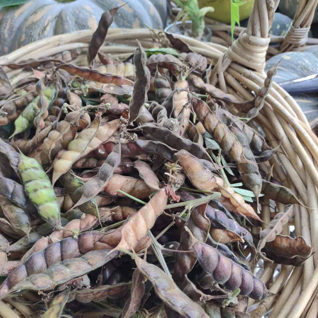 pigeon peas harvesting pigeon peas pods ready