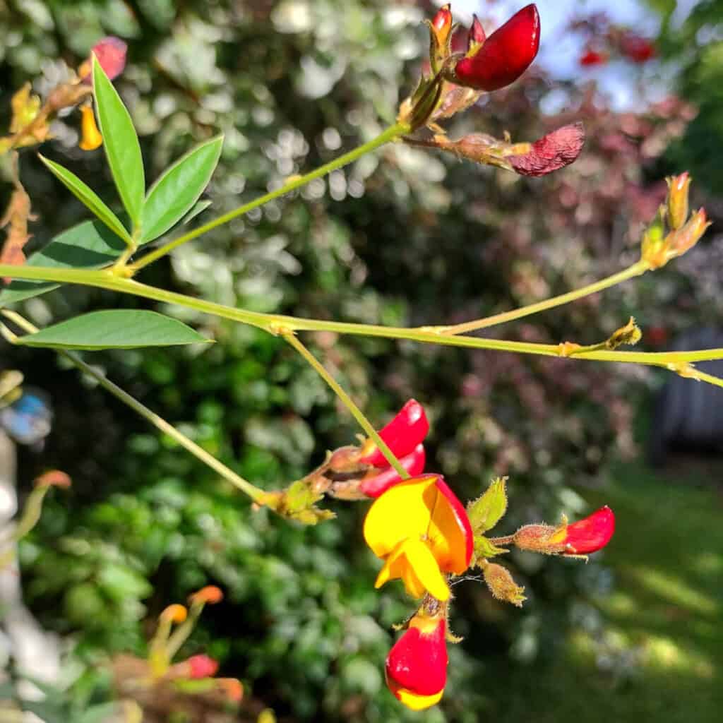 pigeon peas pigeon pea flowers