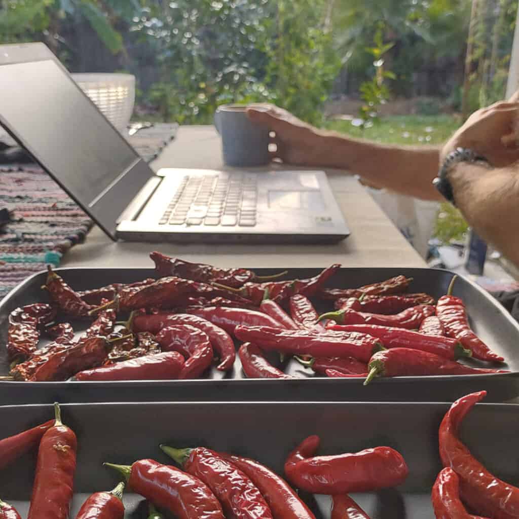 what to do with chillies once picked What to do with chillies drying naturally
