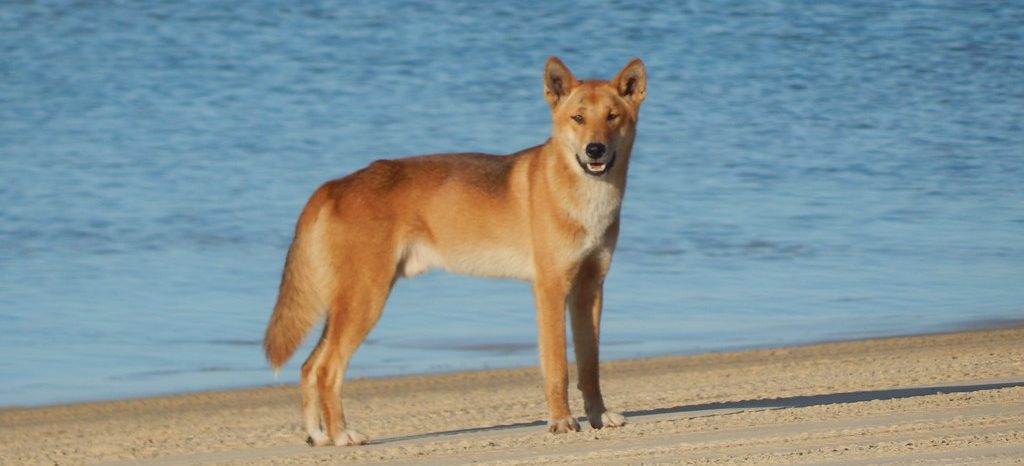 Dingo Dog
