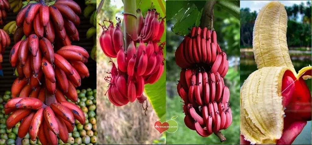 banana vermelha banana vermelha
