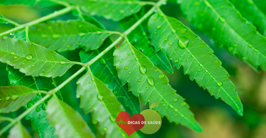 Benefícios do Neem