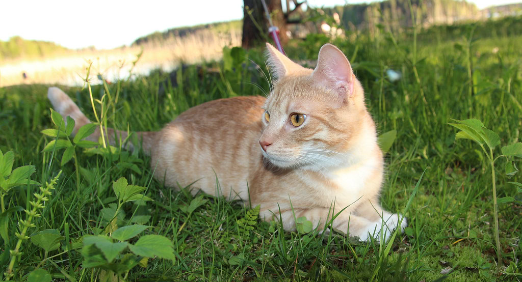 Cat in the grass