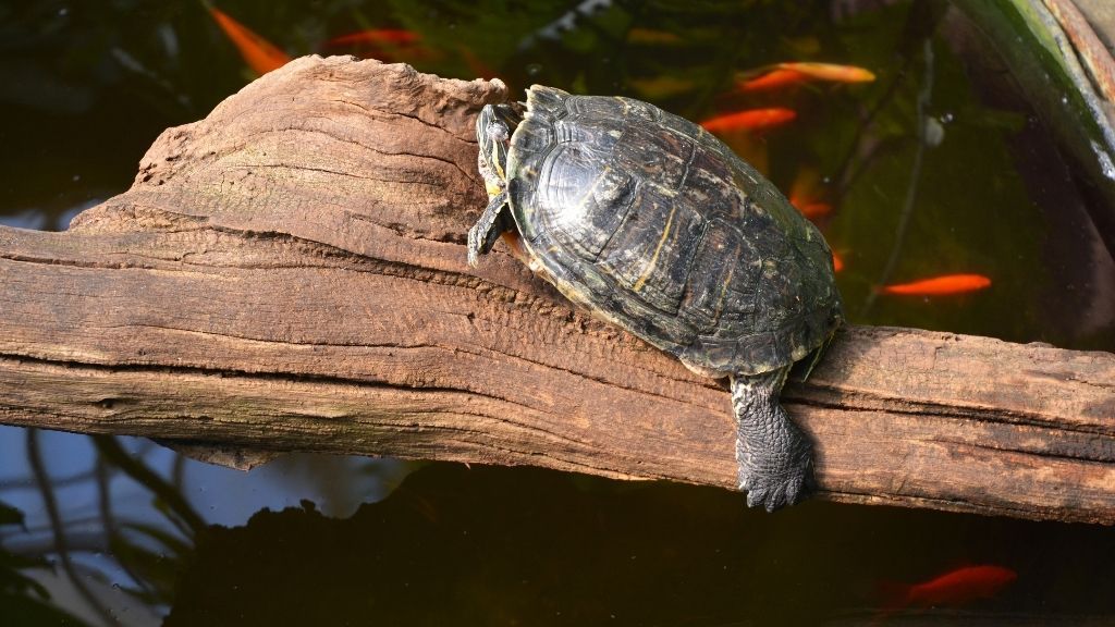 How Do Turtles Sleep Underwater