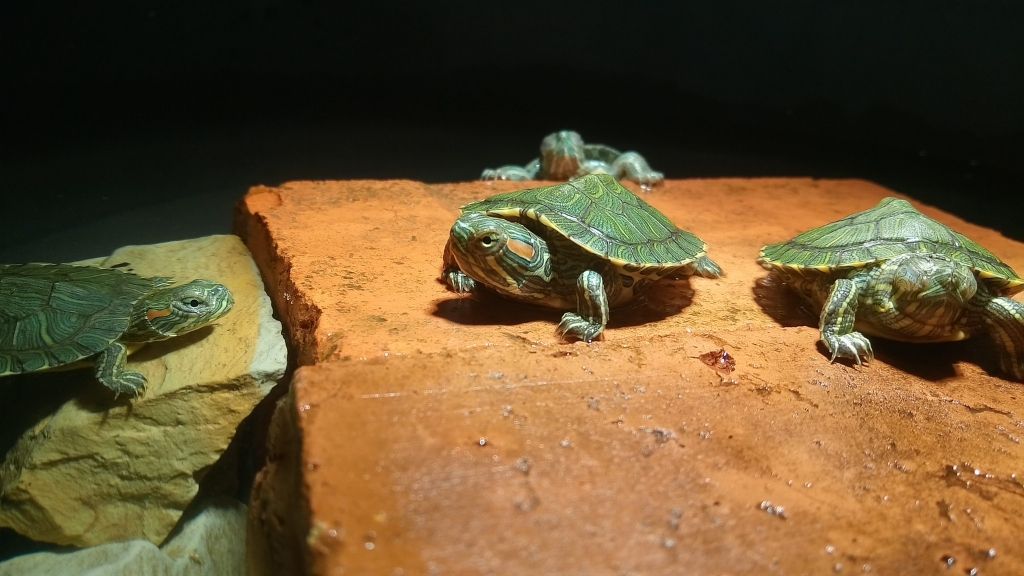 Baby Red Eared Sliders basking