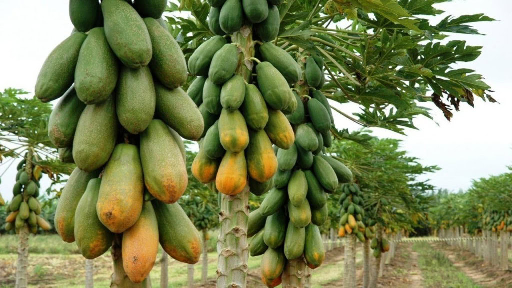 mamão papaia mamão papaia
