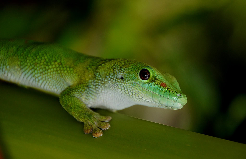 Gecko
