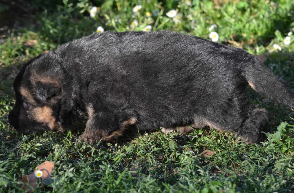 cuccioli pastore tedesco allevamento