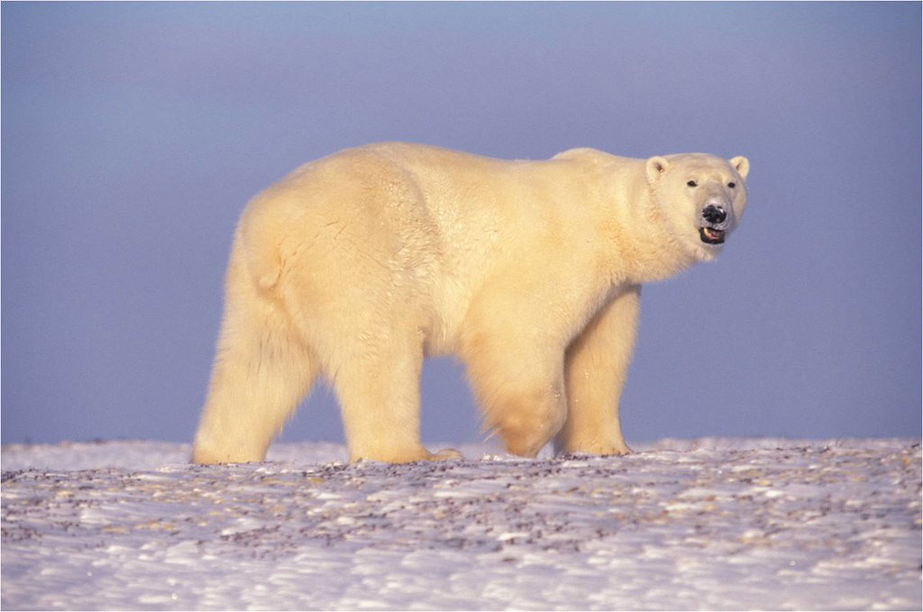 Polar bear
