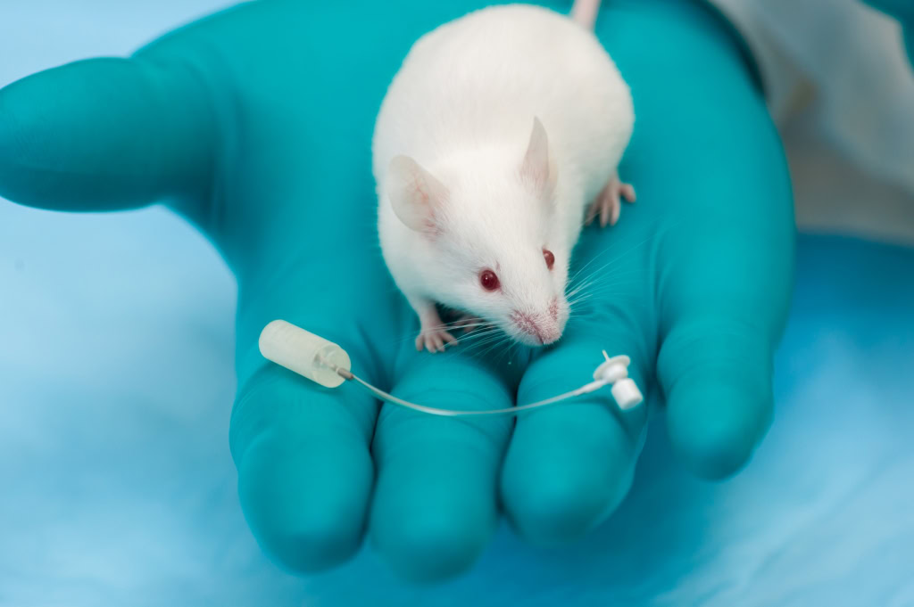 mouse in a hand next to an osmotic pump with a brain infusion cannula and catheter attached to it