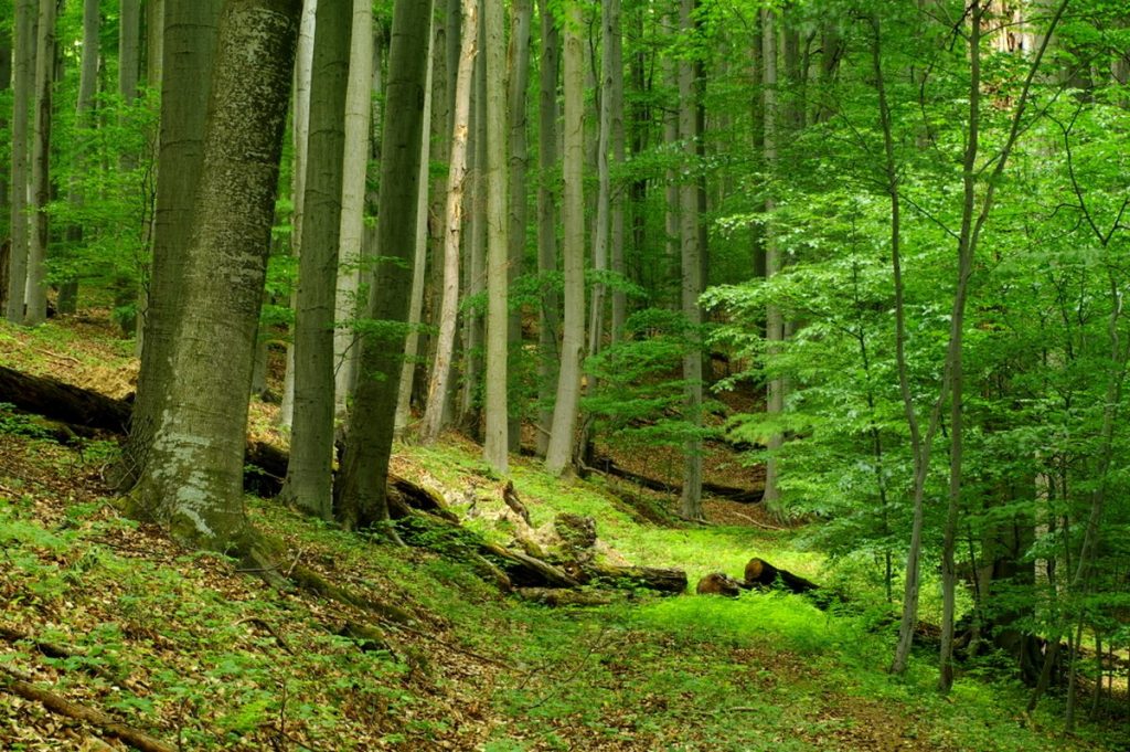 Beech forest, Habrůvecká bučina, Moravian karst.