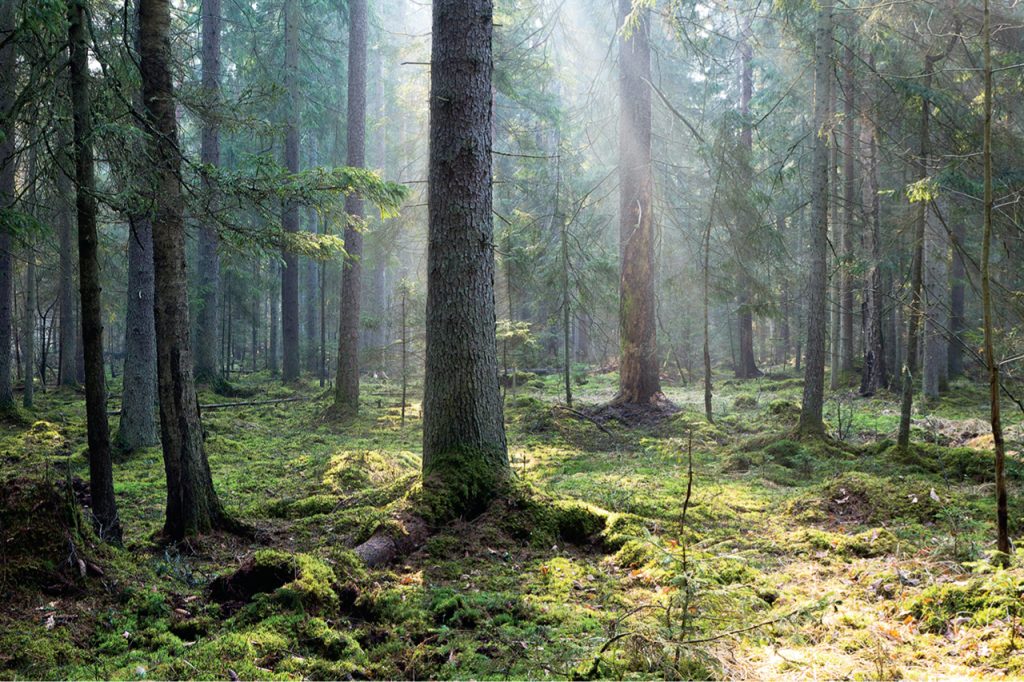 Białowieża Primeval Woodlands, Belarus
