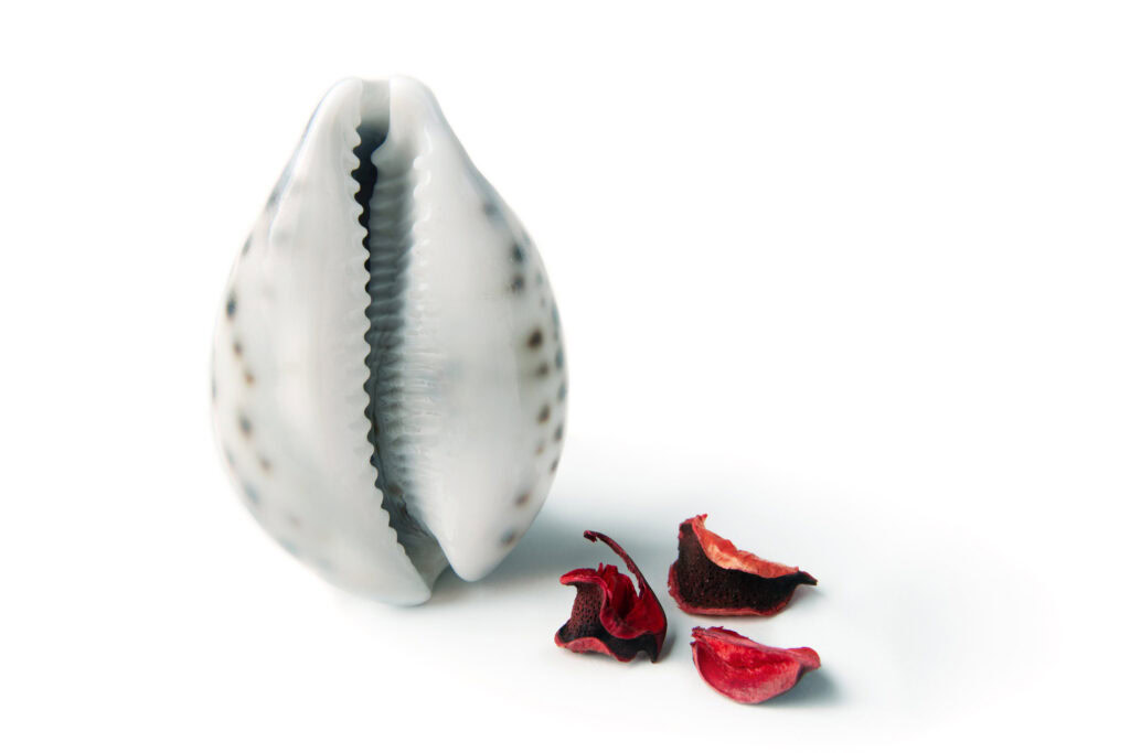 Red rose petals near a seashell in the form of a vagina. The concept of women's health, menstruation and menopause. Seashell as a symbol of gynecology.