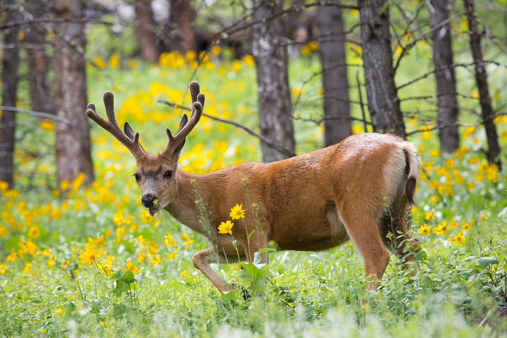 Deer in the forest