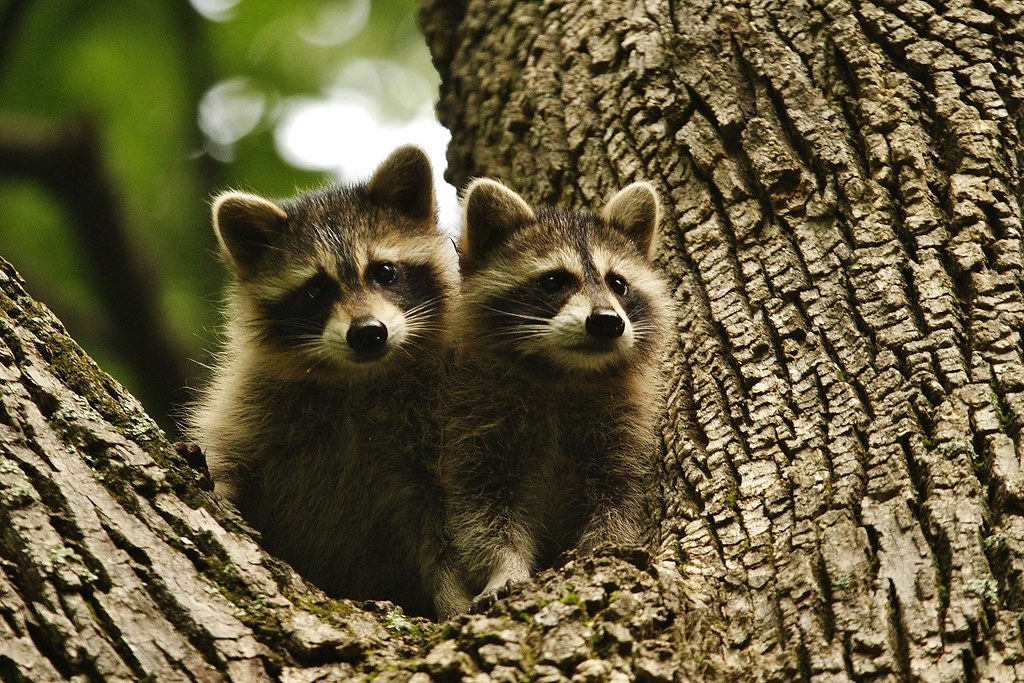 Raccoons on the tree