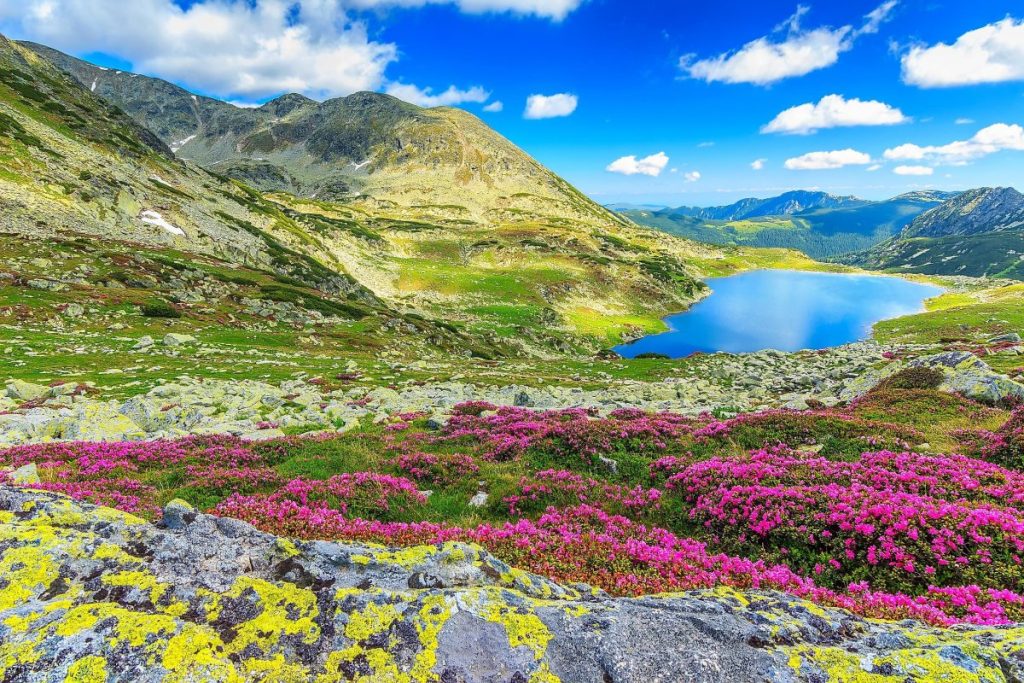 Romania’s Carpathians Woodlands