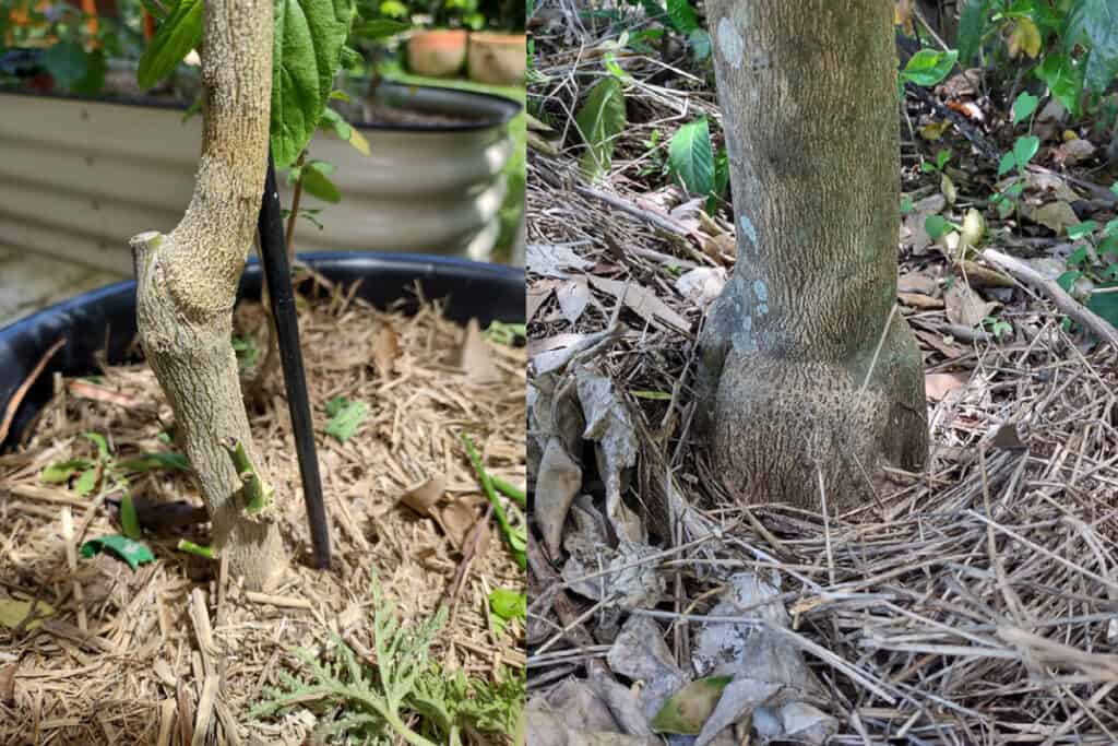 grapefruit tree identify graft lines on citrus trees