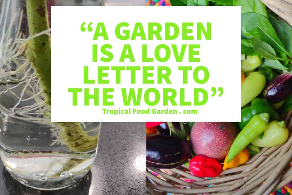 About tropical food garden A garden is a love letter to the world