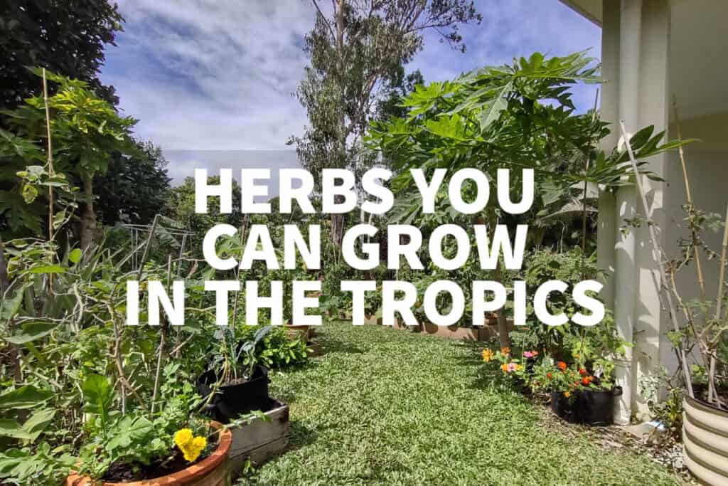 growing herbs in the tropics herbs you can grow in the tropics pots containers ground soil