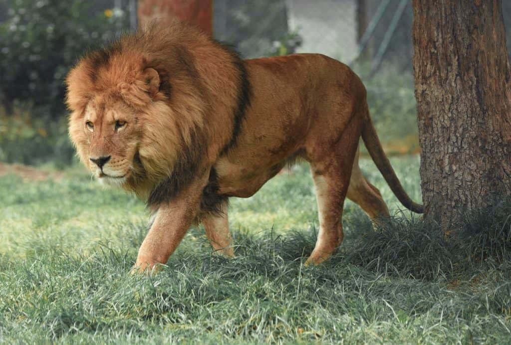 Lion Safari, Holland