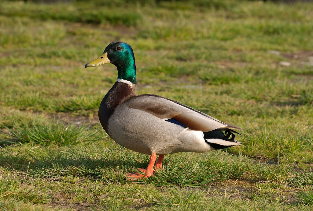 Duck walk