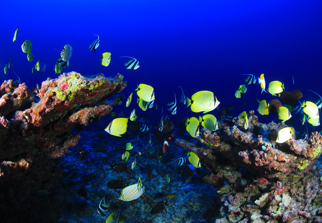 Fish on Deep Reef