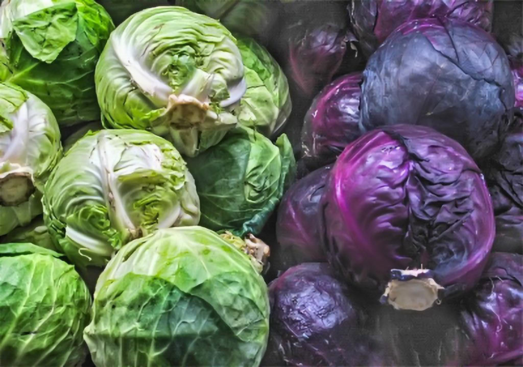 Repolho ajuda na perda de peso: veja 15 benefícios do vegetal | Dicas ...