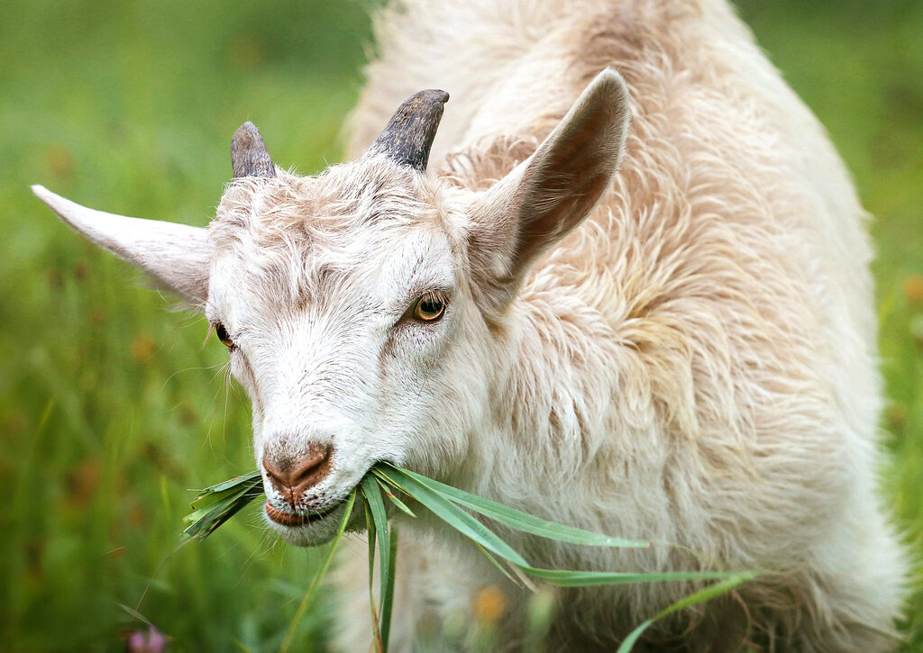 the goat eats grass