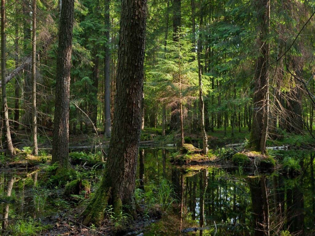 The Białowieża Forest, Poland