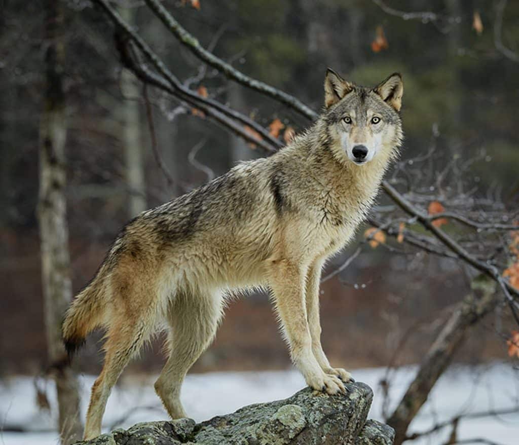 Wolf Safari, Norway
