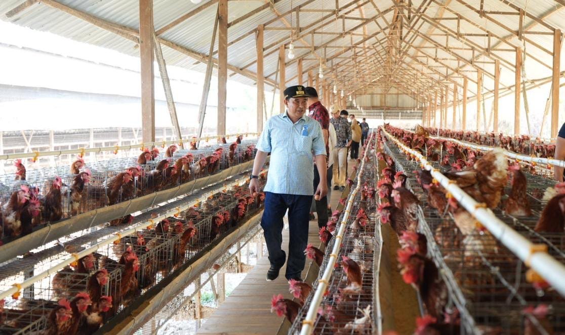 Pj Gubernur Sulsel Kunjungi Peternakan Ayam di Gowa